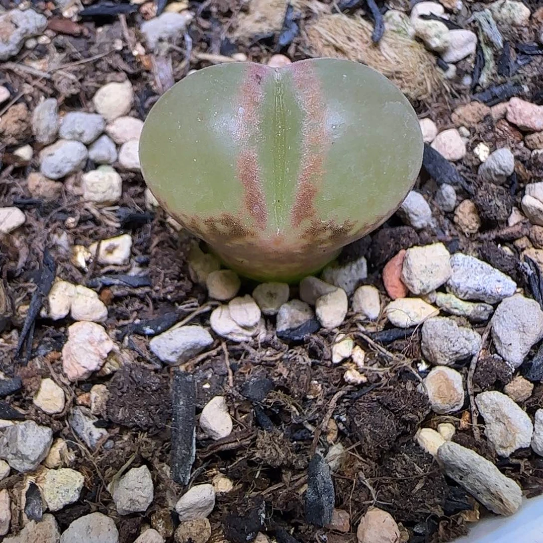 776日本原株红风铃带盆土