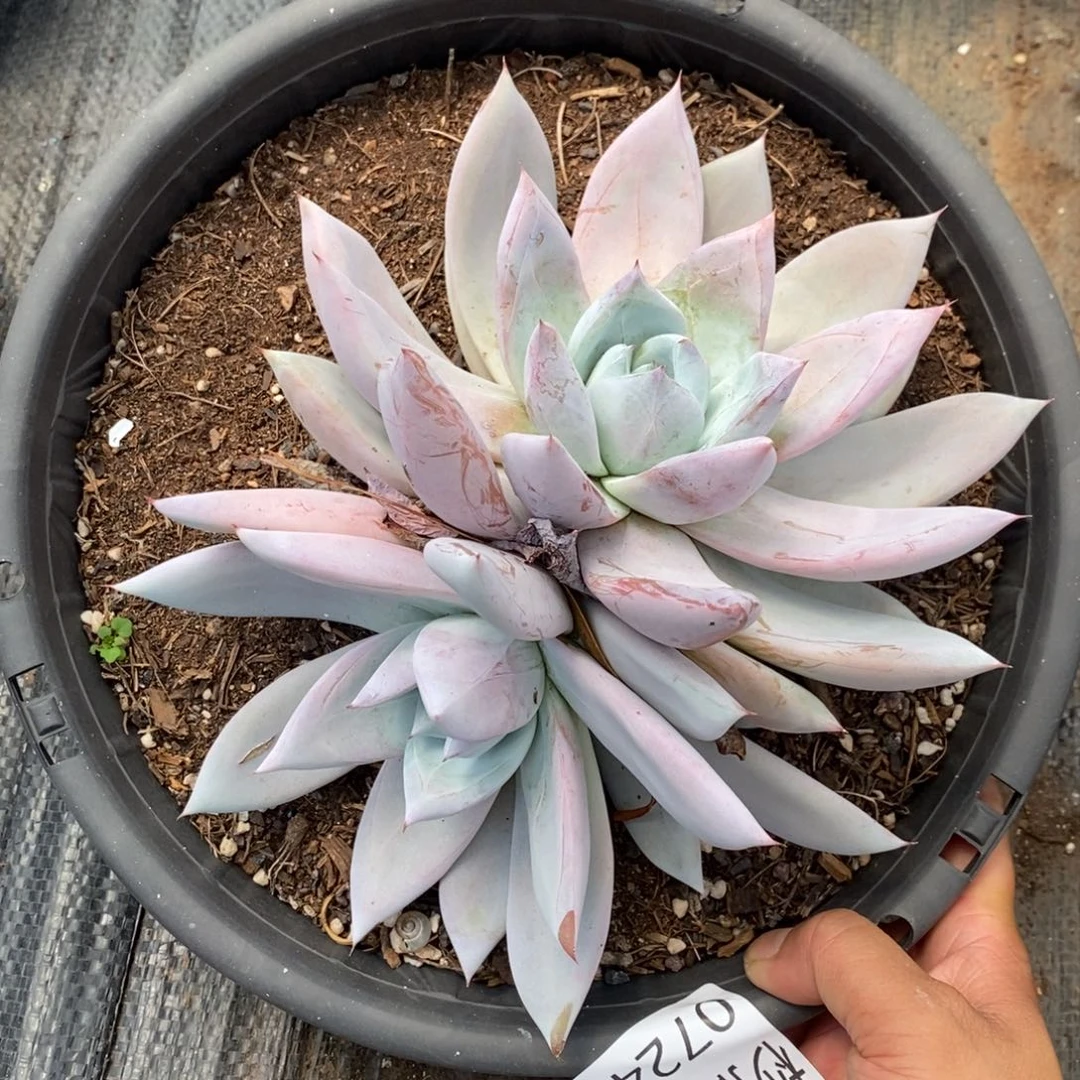 夏悦多肉0724-40巨人