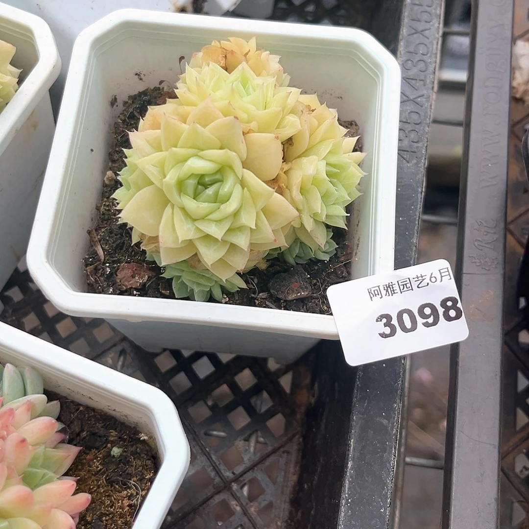 阿雅园艺。    3097白天鹅
