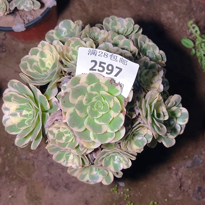 2597迈巴赫多肉植物