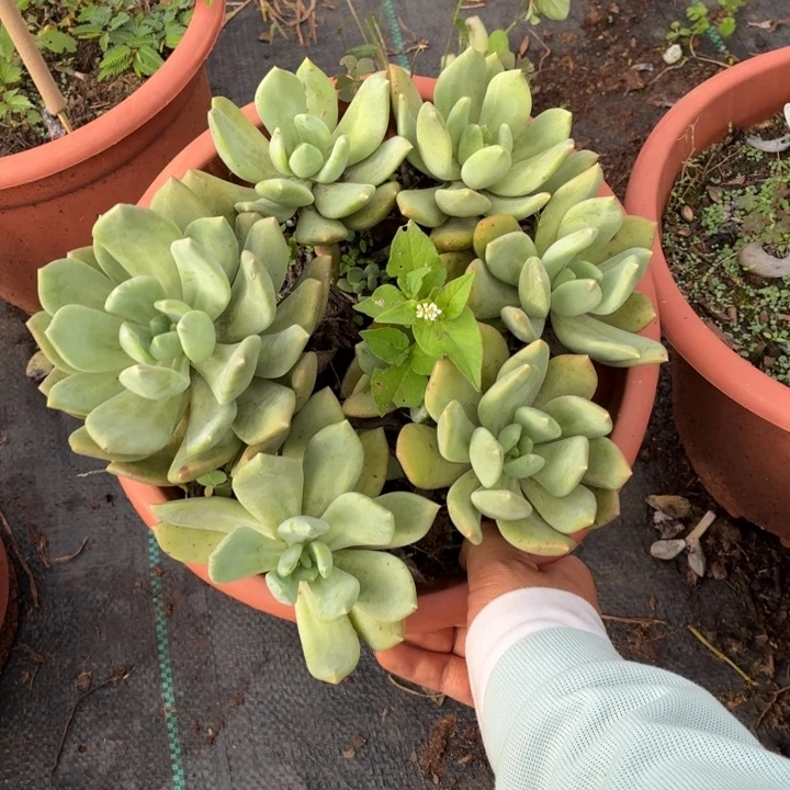 玉***玉海洋之心。。。。。。。。。。。。。。。。。。。。