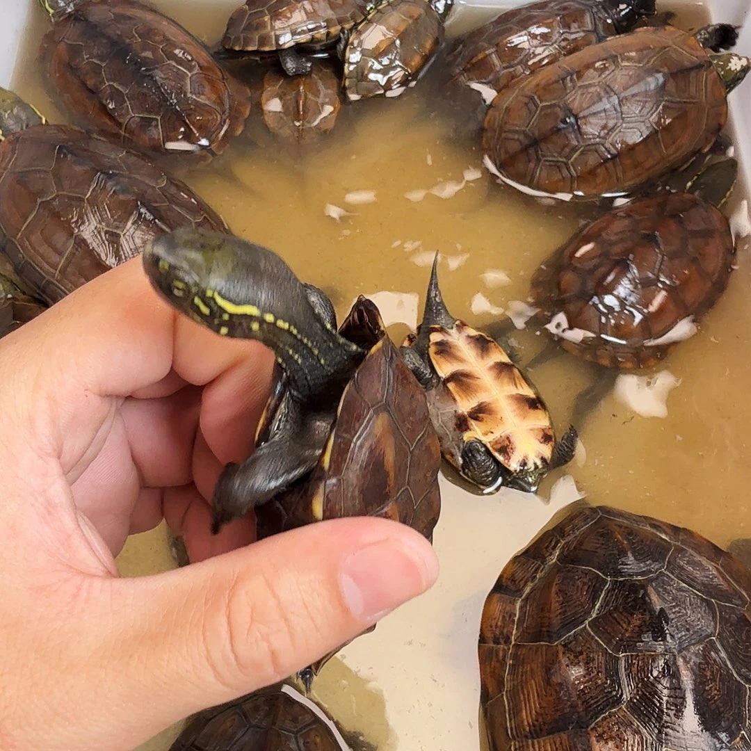 啊***白绿毛龟母6666666666666