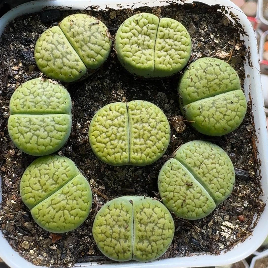 生石花11111。  293