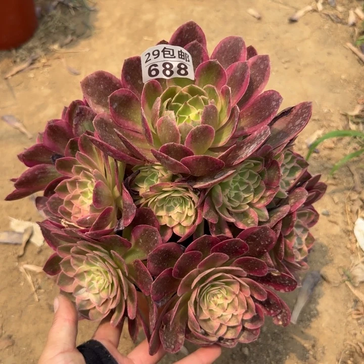 火龙果……多肉植物……