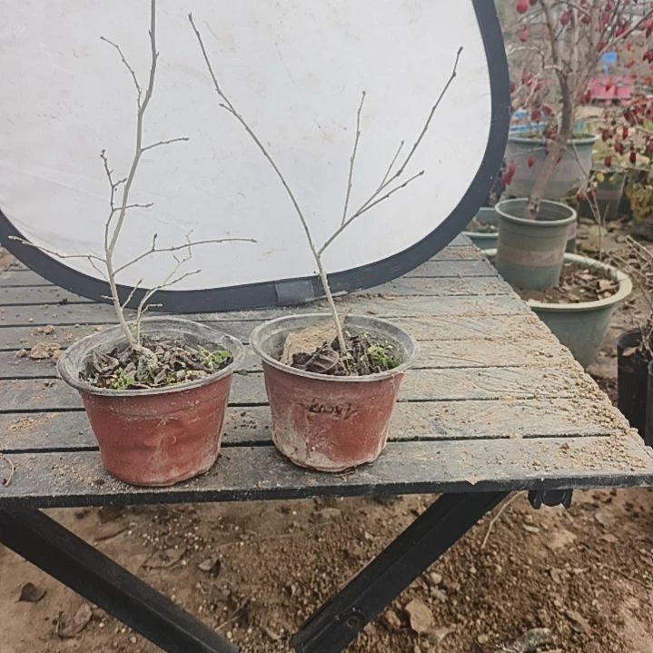 简***点完全开放老鸦柿母2