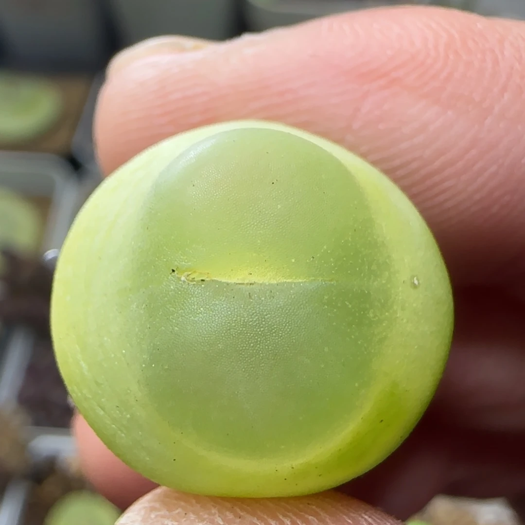 拉登1.7+多肉植物52