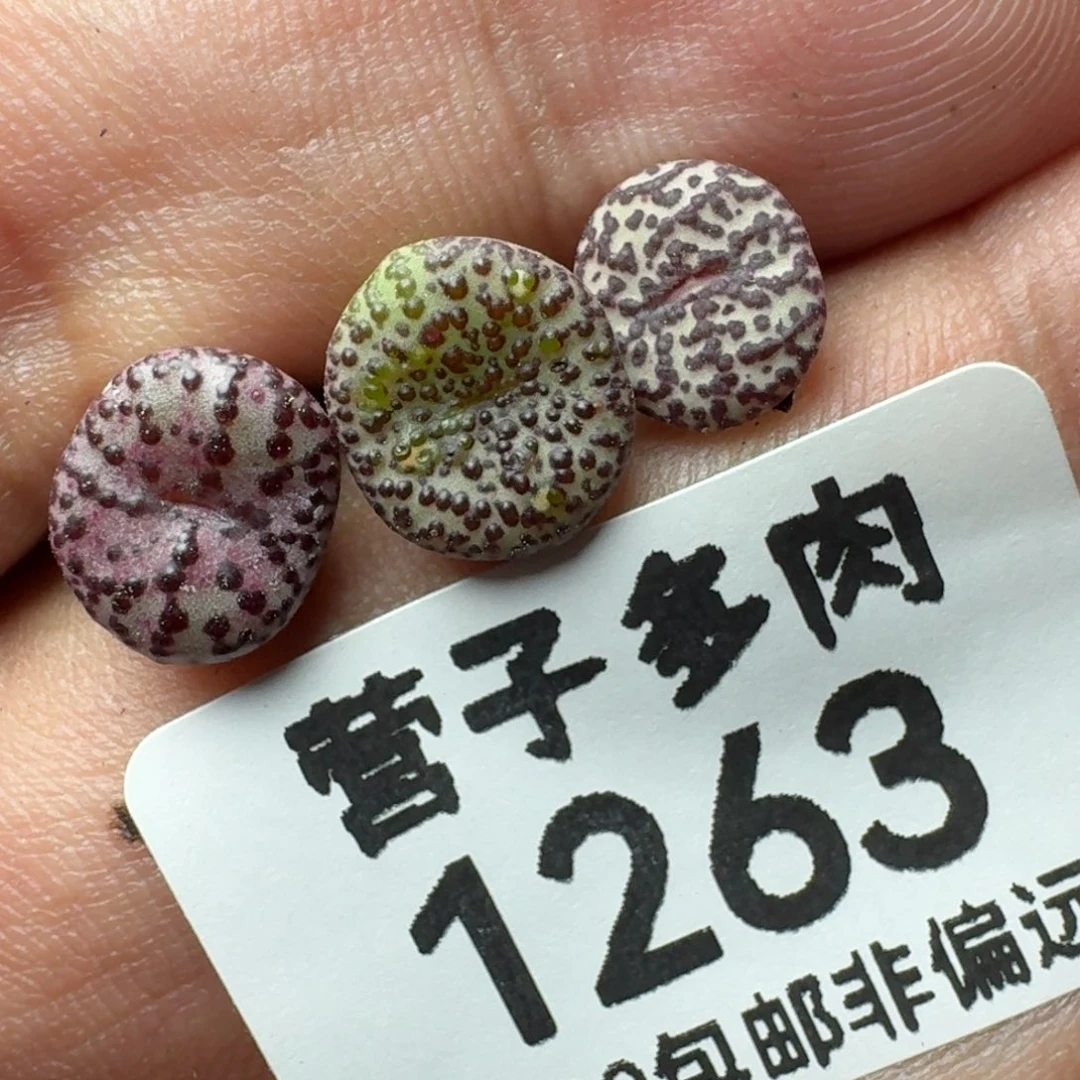CR1306泡泡安贞福利