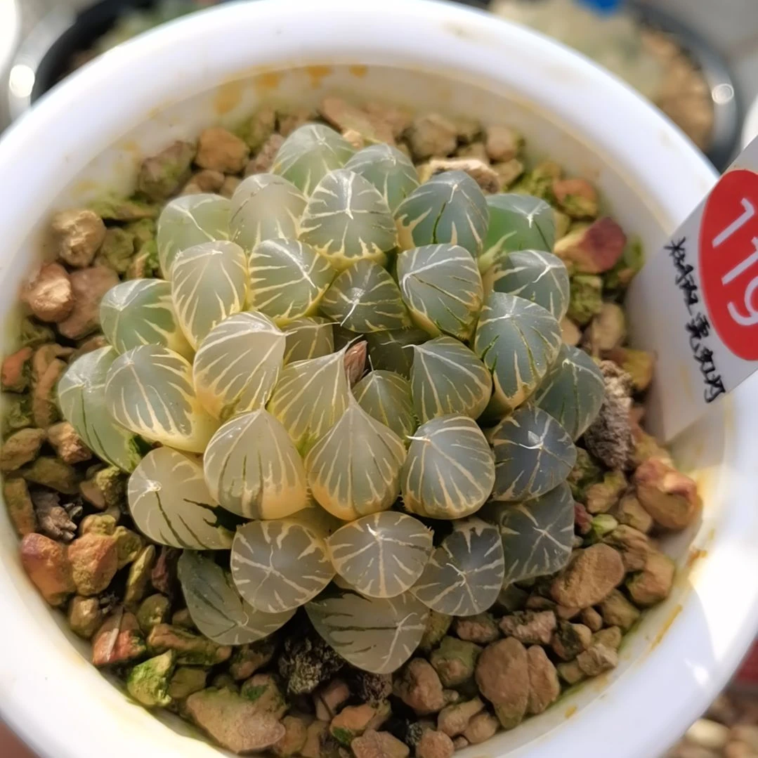 119号霓虹灯糊斑一物一拍带盆土发货