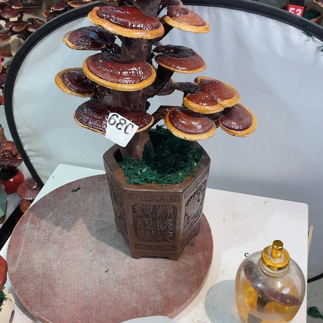 无花朵灵芝888888888888888