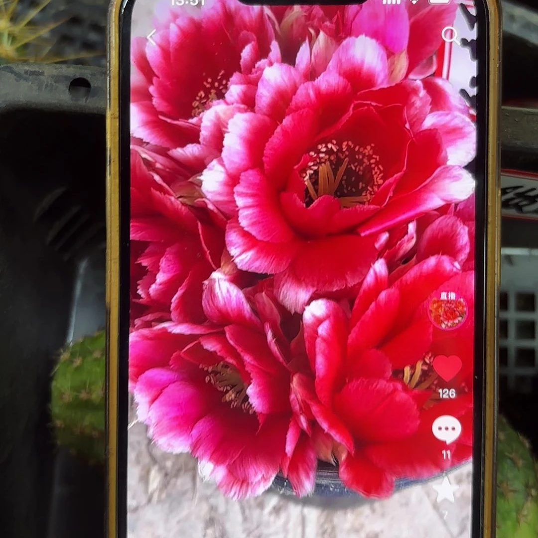 红颜知己丽花小侧牙20包邮15