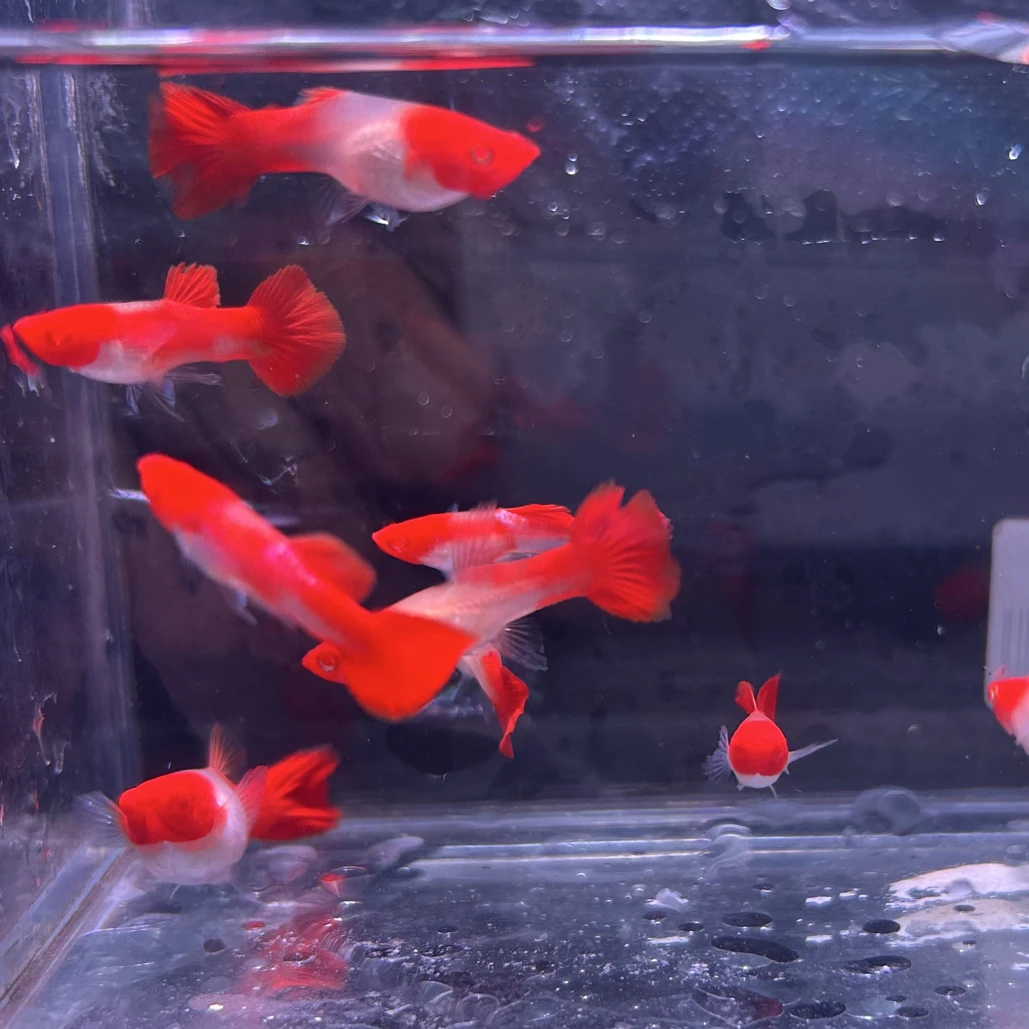 鸿运当头好养孔雀鱼小型热带观赏鱼繁殖快适合新手