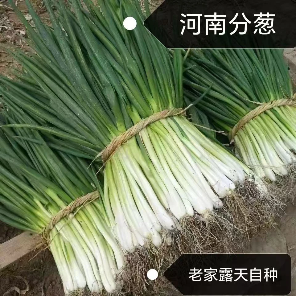 【河南土葱】老品种葱，不好看就是香味浓