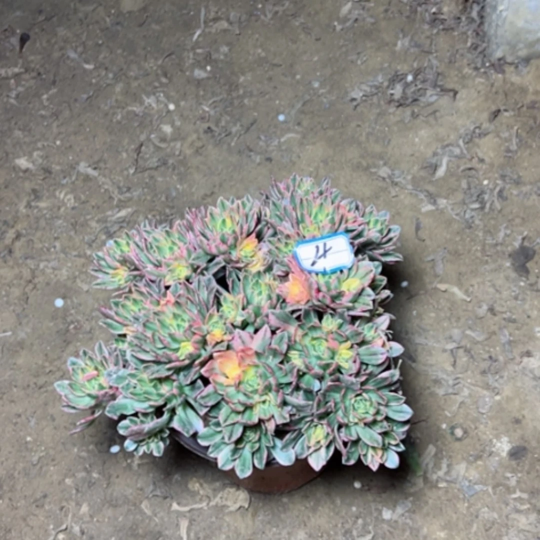 【闪购商品】琪**融多肉植物甜茶4