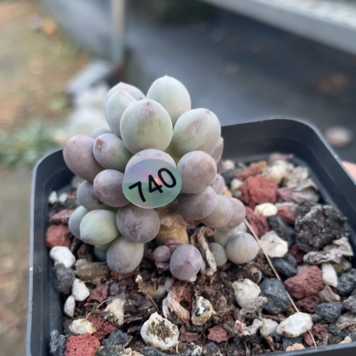 仙子奶酪多肉植物