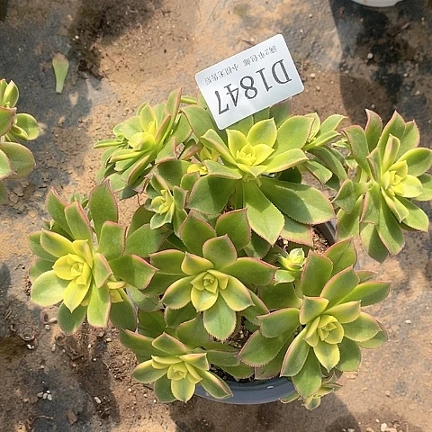 1847艳日辉多肉发货叶片有黑斑