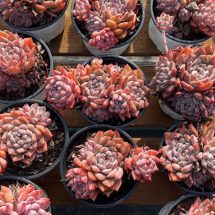 大霜花群       福利多多