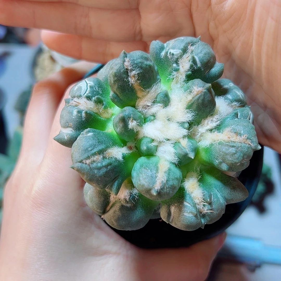 晚70号三叉尤蛋尤7.3公分草球