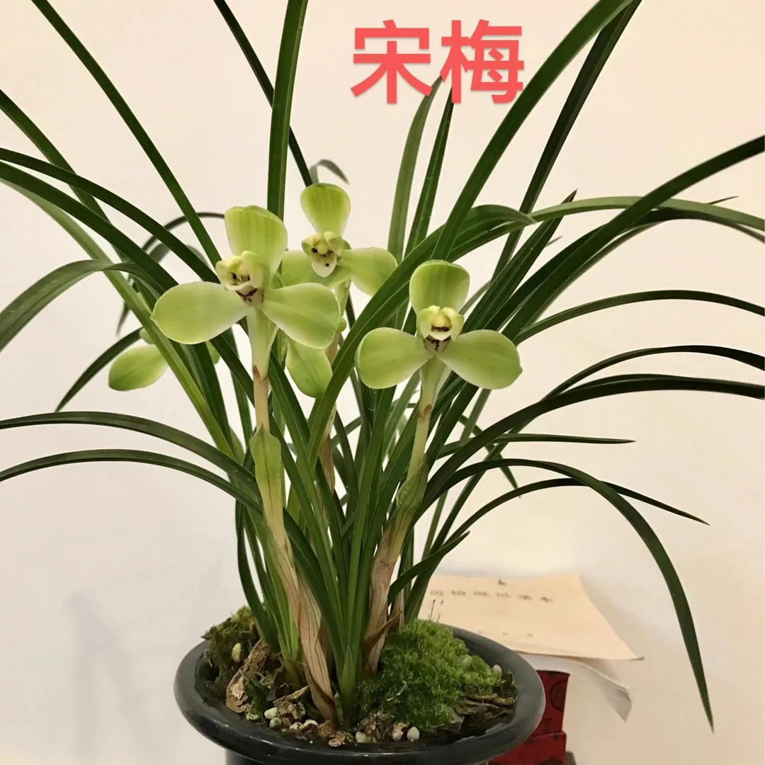 春兰《宋梅》2026元旦福利款