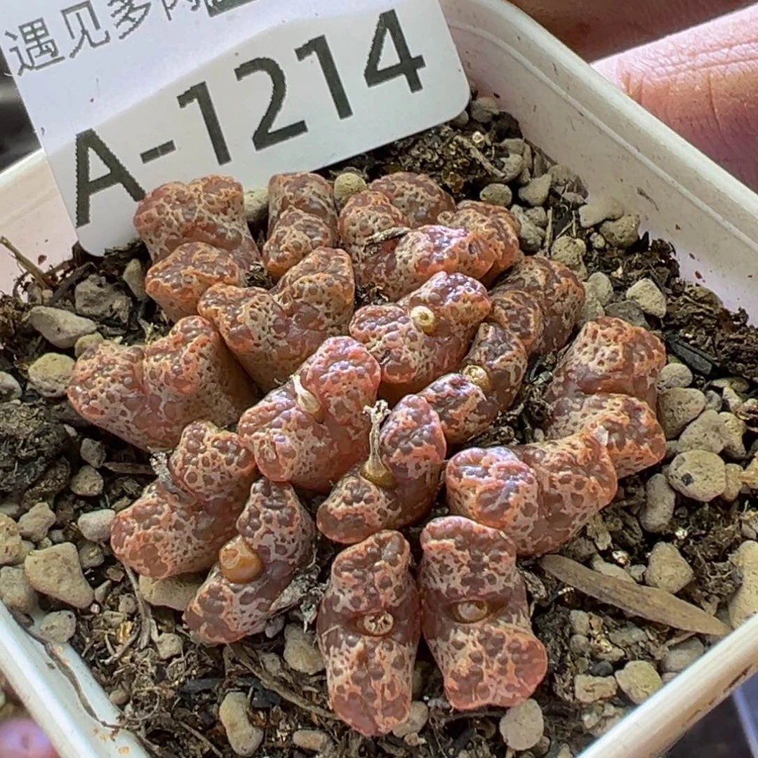多肉植物111111111111111111