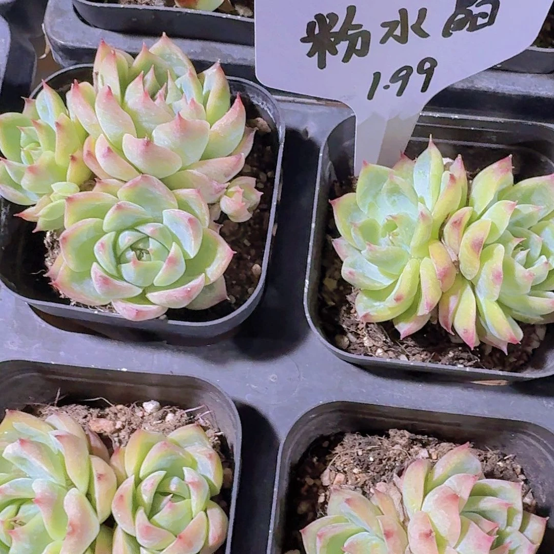 精品粉水晶多肉植物