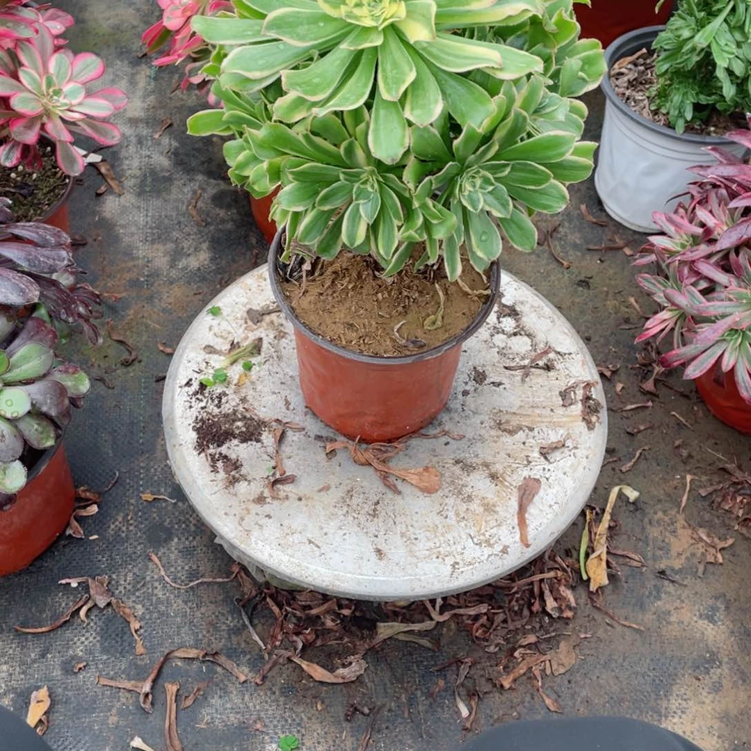 多肉植物艳日伞579