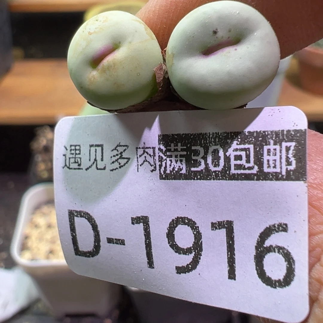 多肉植物1111111111