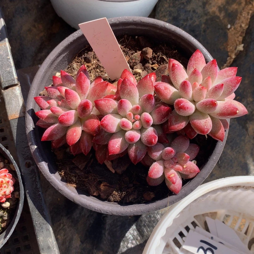 虞美人72727277272727