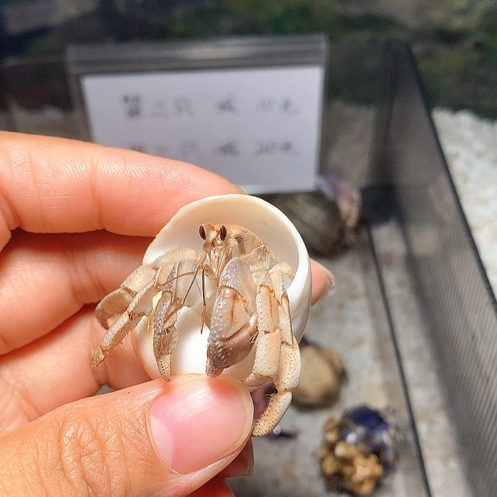 1.9口径奔跑的寄居蟹12号损