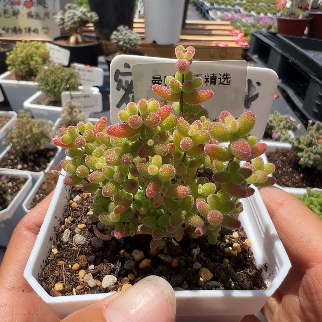 西*吖161号密橘糖球4.29多肉