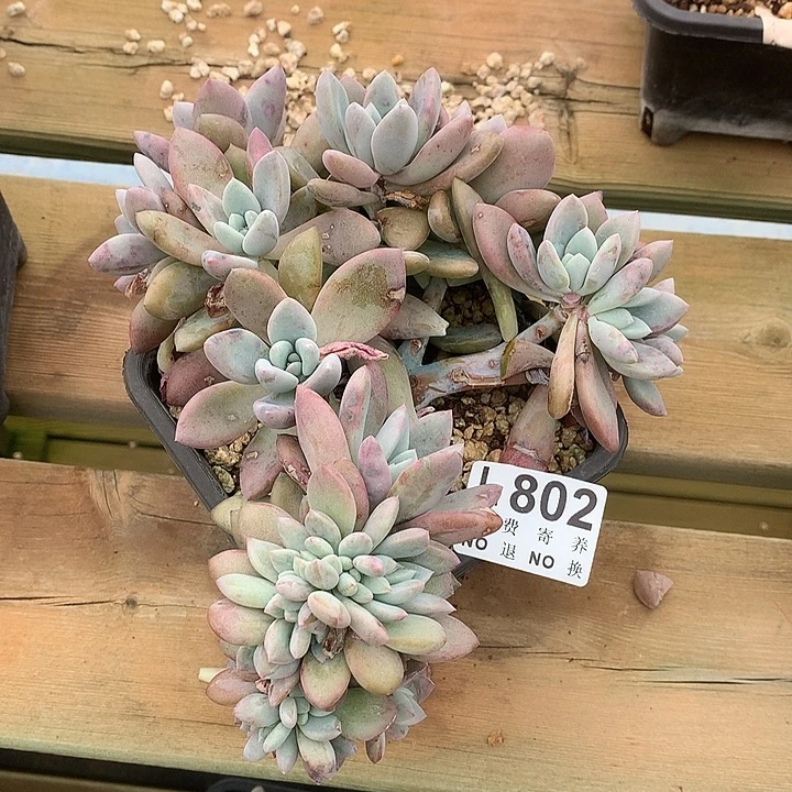 木糖醇缀化 多肉植物 9.28号发