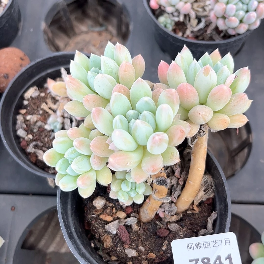 阿雅园艺。      7841
