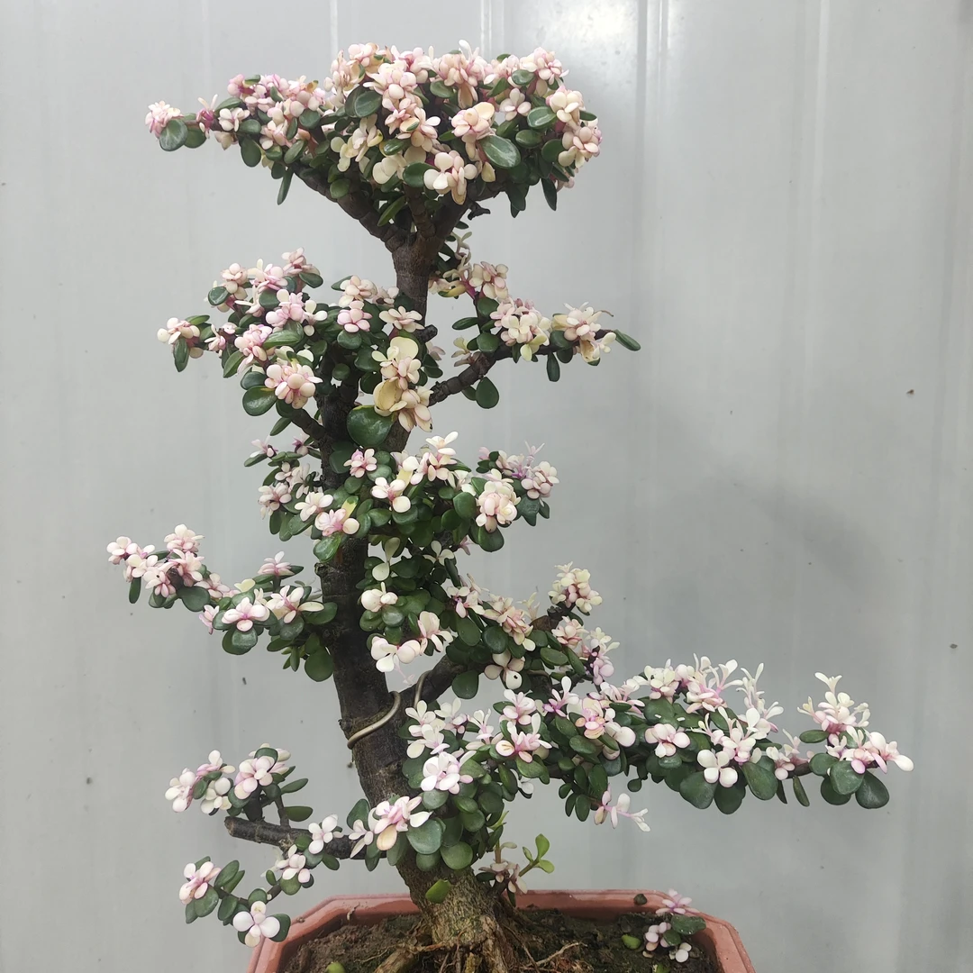 金枝玉叶迎客松型一物一拍(直播间实物为准)49