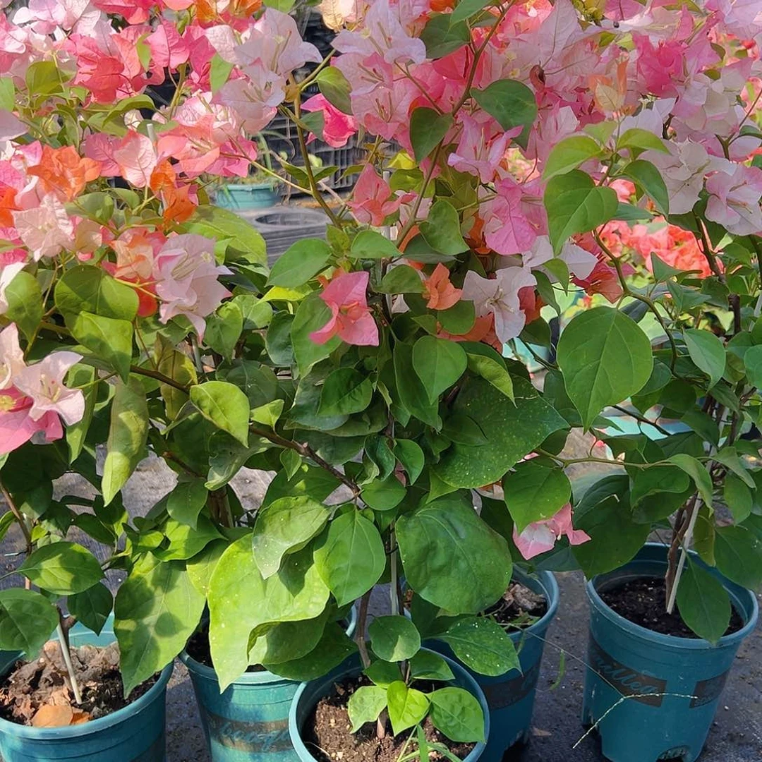 当前无花栽培后可以开花橙口红带竹一棵