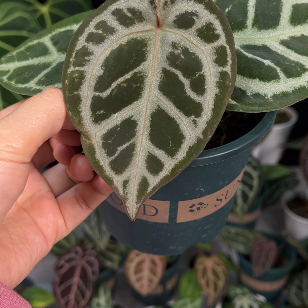 无花朵银银红6688