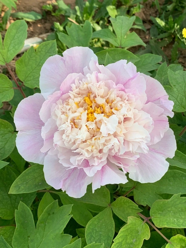 平湖秋月复色牡丹大花重瓣观赏菏泽基地直发一物一拍