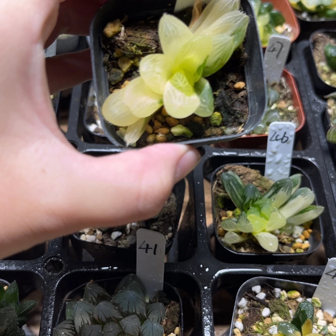 33魔王玉露锦一物一拍