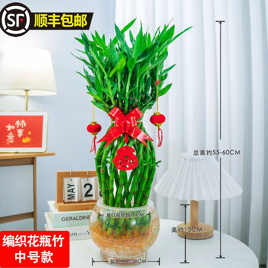 卧室绿植水养鲜活水培花瓶富贵竹室内办公室客厅观叶植物乔迁佳品