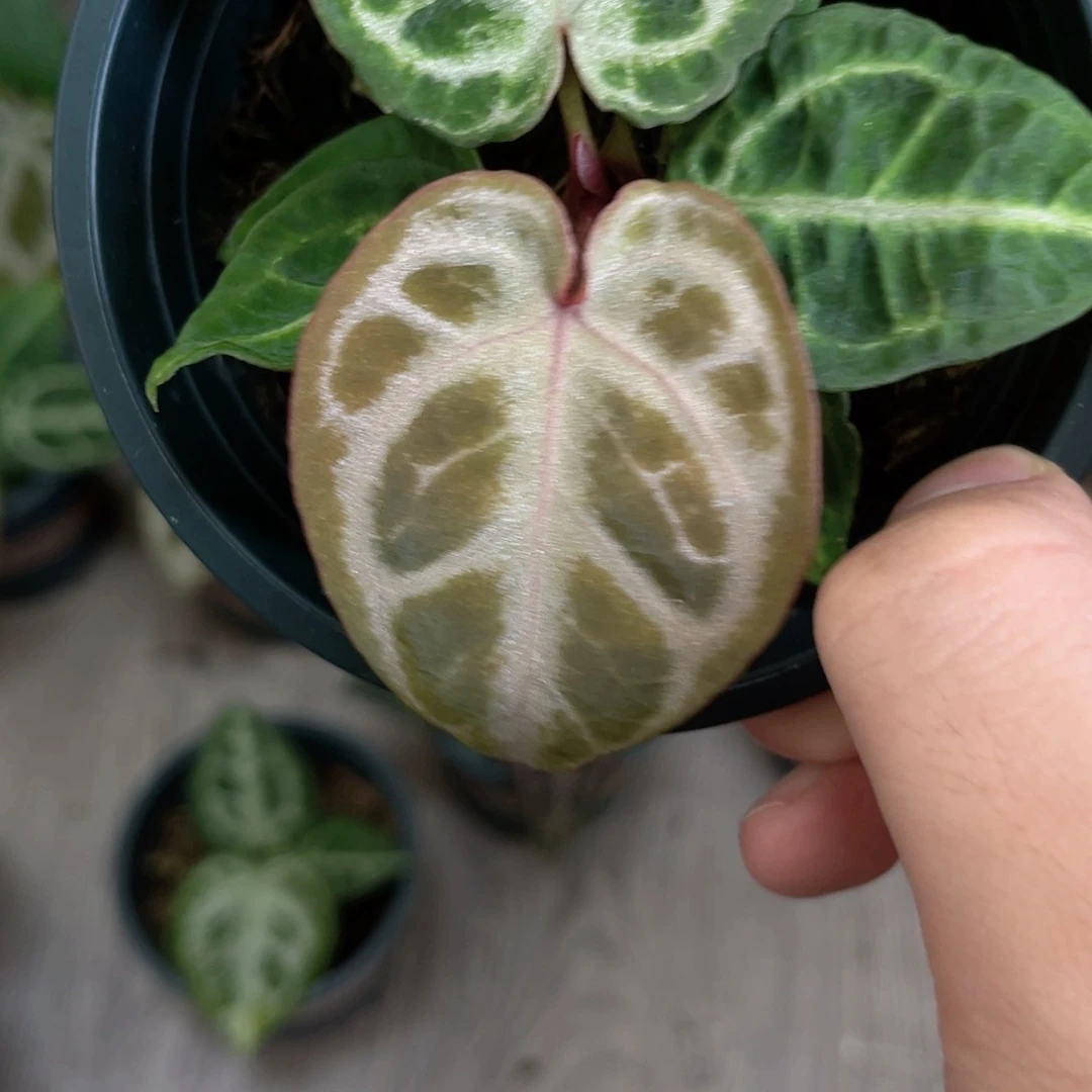 完全开放skg银杂skg银红