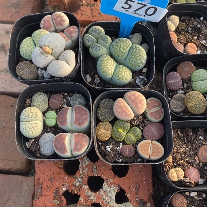 成***柜生石花等植物的生长570