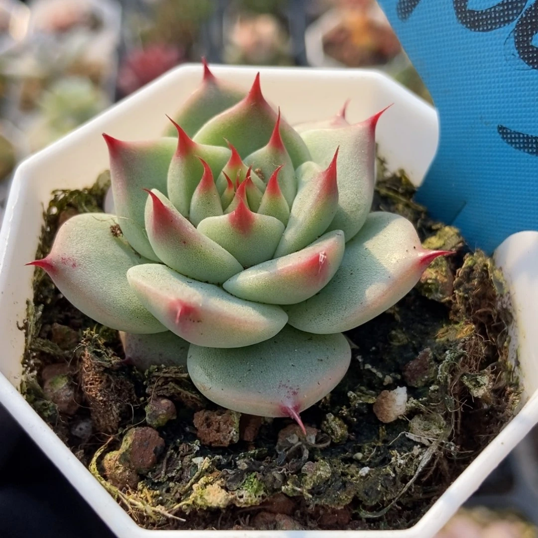 1003托丝卡内利多肉