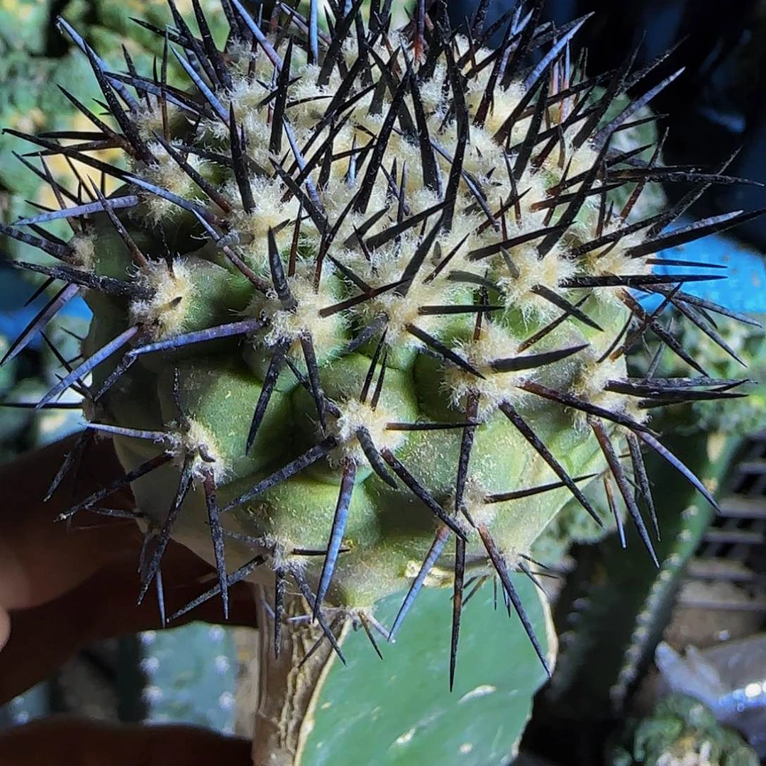 黑王353仙人球开花