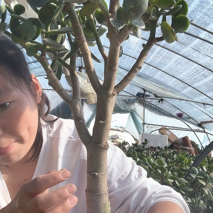 玉树开花净化空气