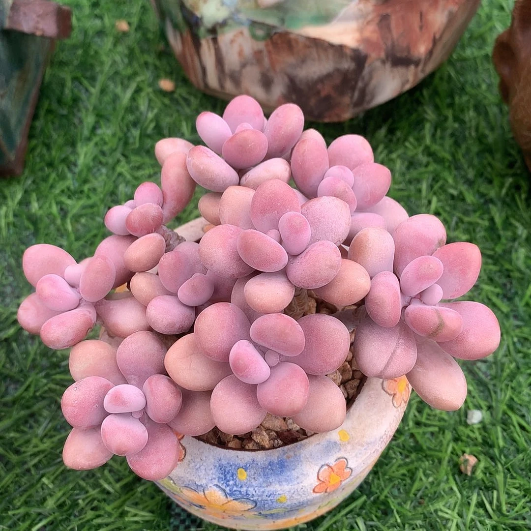 桃蛋群10 公分一物一拍