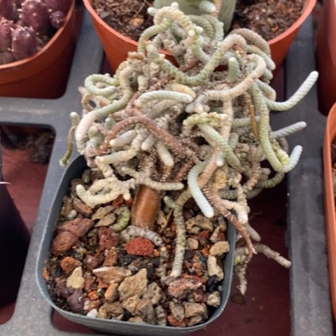 老桩银蚕1仙人球