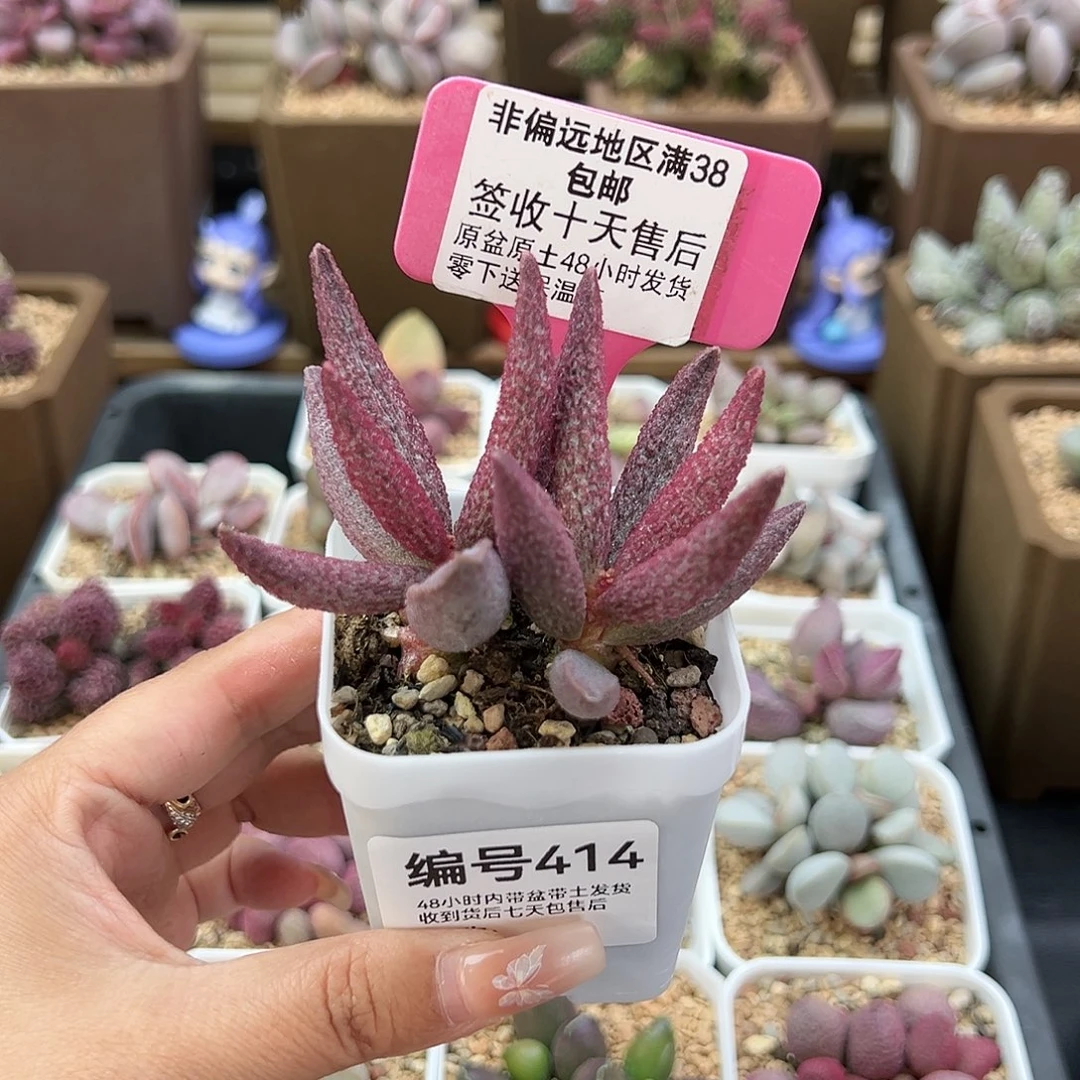 414猪尾巴多肉植物