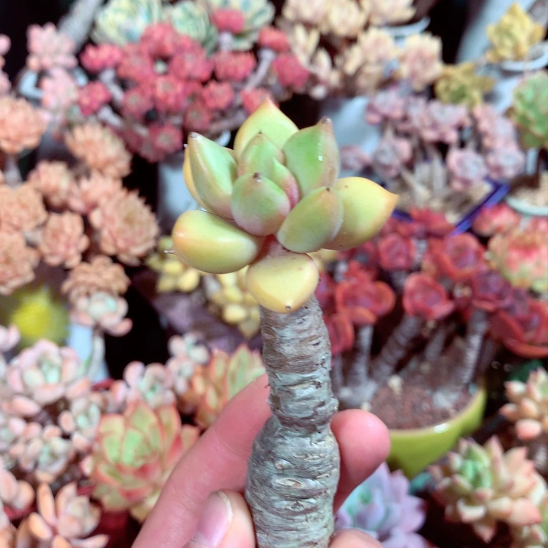 完全开放好像有点难过