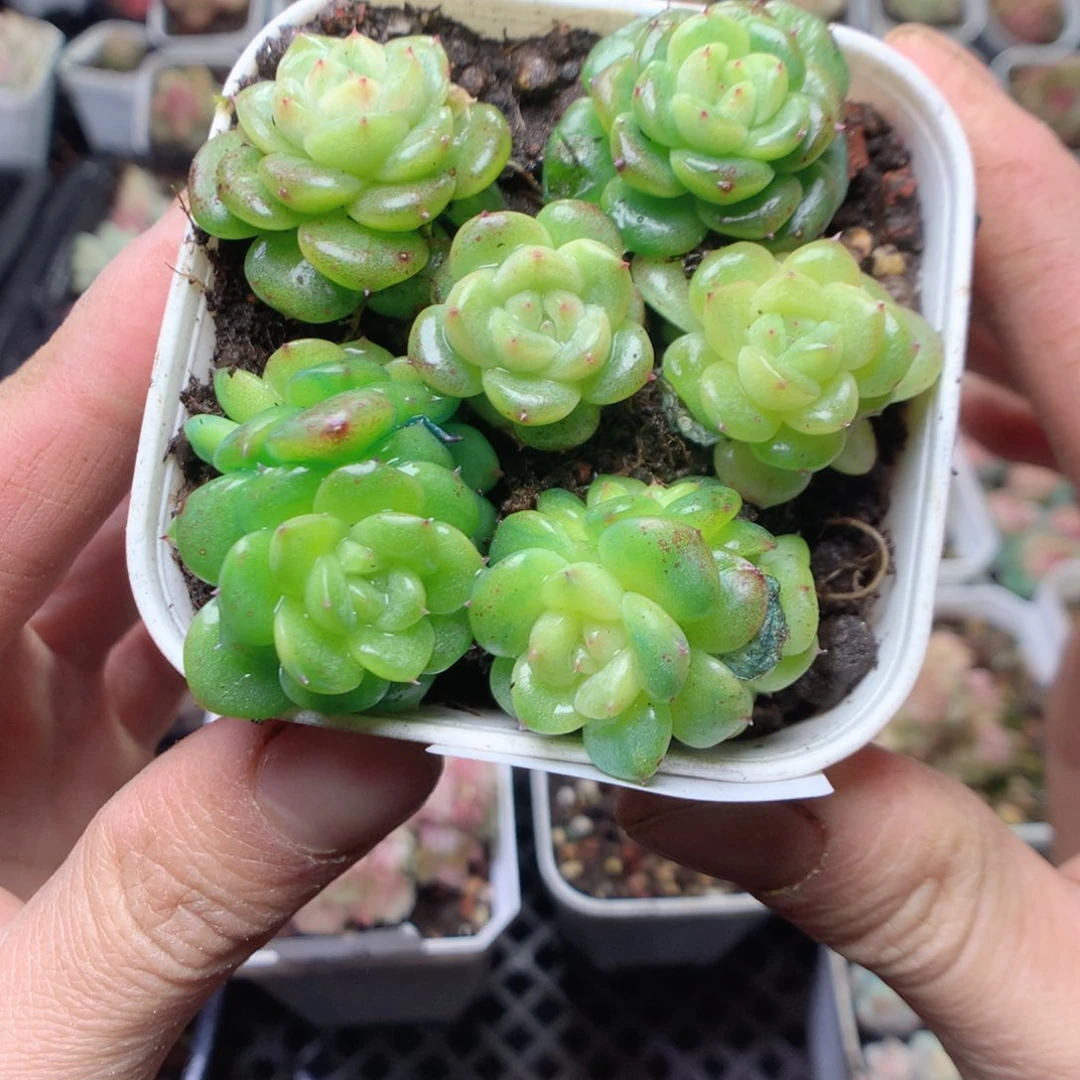 无花朵S5。yyyyyyy