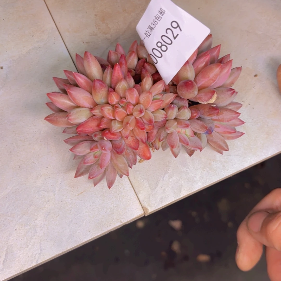 用***1多肉一物一拍8029