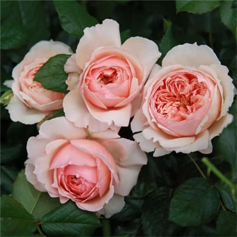 真宙月季扦插灌木盆栽花苗庭院花园阳台植物四季玫瑰花卉