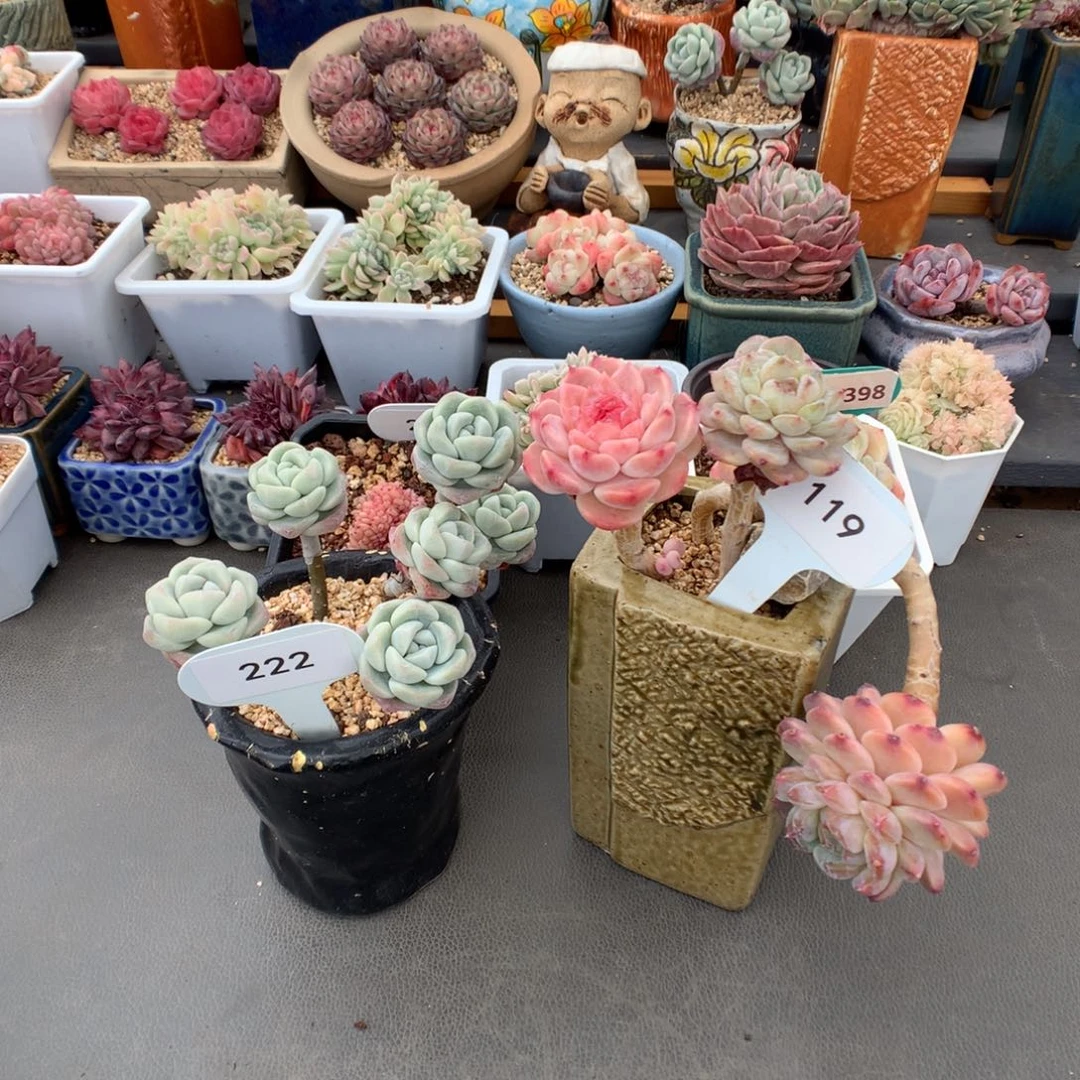 依****豆119-222 翡翠冰玉冰魄嫁接